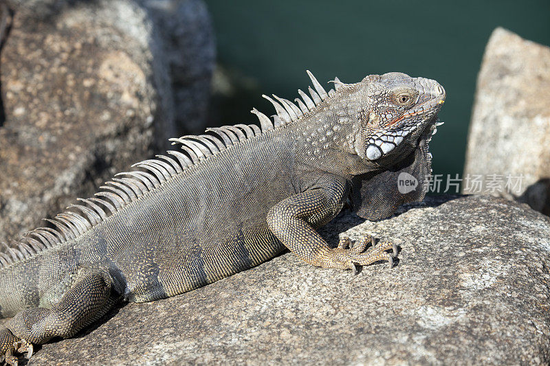 在岩石上晒太阳的鬣蜥，Oranjestad, Aruba